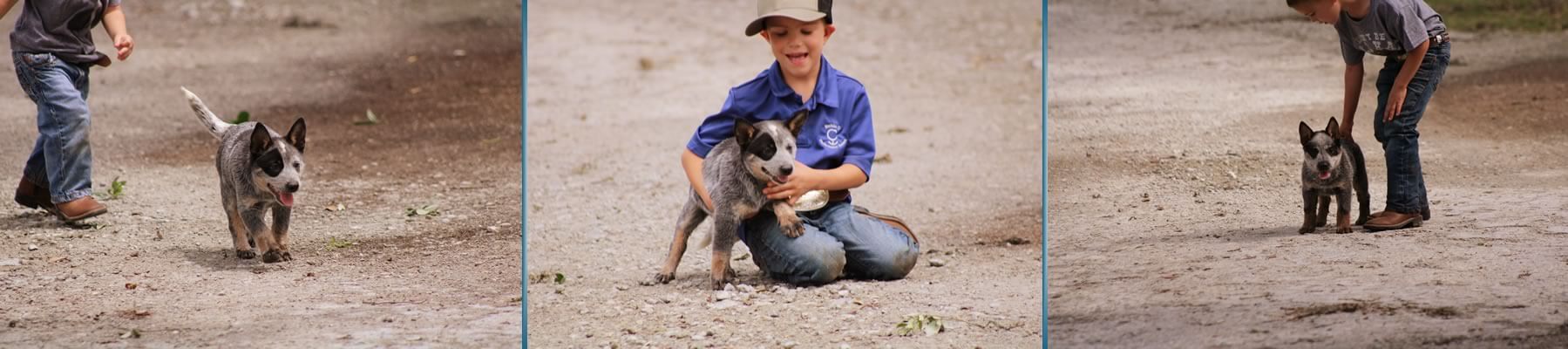 Blue Heeler Texas breeder